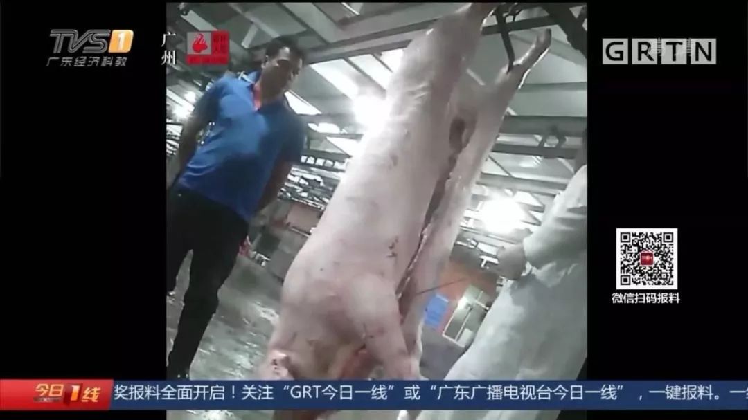 #南充政法#病死猪肉在正规肉联厂“洗白”，每日流入市场上千斤，涉案人被抓