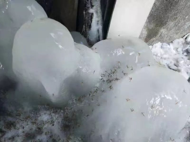 东北网：「关注」大冬天里买蚊帐？小区地下室成了“蚊子窝”