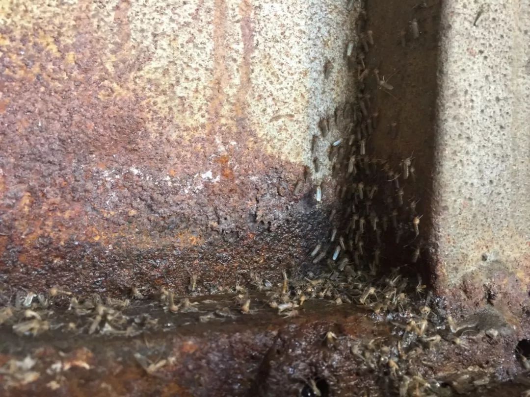 东北网：「关注」大冬天里买蚊帐？小区地下室成了“蚊子窝”