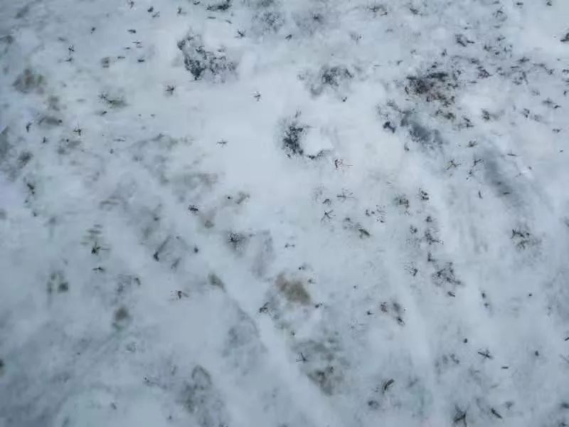 东北网：「关注」大冬天里买蚊帐？小区地下室成了“蚊子窝”