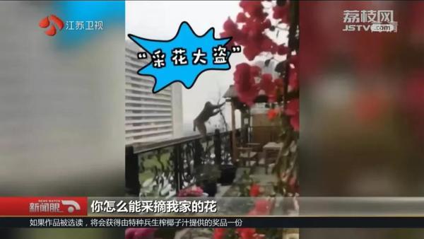 生活报@猕猴在市内蹭饭18天，民警消防出警近30次终将其“捉拿归案”