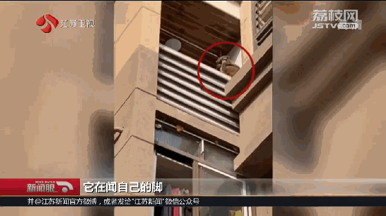 生活报@猕猴在市内蹭饭18天，民警消防出警近30次终将其“捉拿归案”