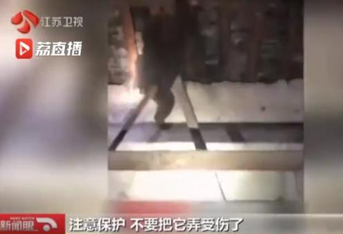 生活报@猕猴在市内蹭饭18天，民警消防出警近30次终将其“捉拿归案”