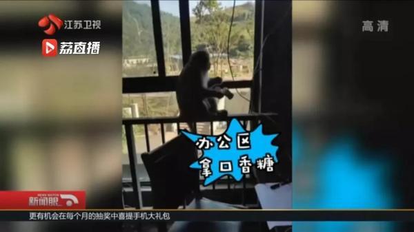 生活报@猕猴在市内蹭饭18天，民警消防出警近30次终将其“捉拿归案”