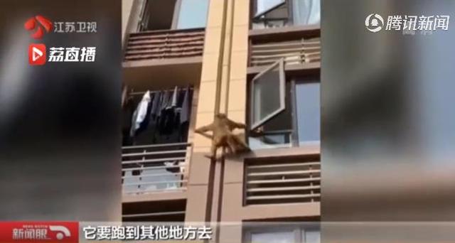 生活报@猕猴在市内蹭饭18天，民警消防出警近30次终将其“捉拿归案”