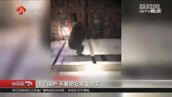 生活报@猕猴在市内蹭饭18天，民警消防出警近30次终将其“捉拿归案”