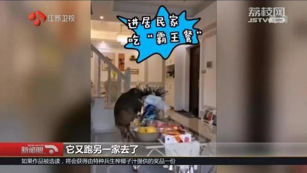 生活报@猕猴在市内蹭饭18天，民警消防出警近30次终将其“捉拿归案”