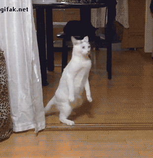 跳舞的猫表情动态图片图片