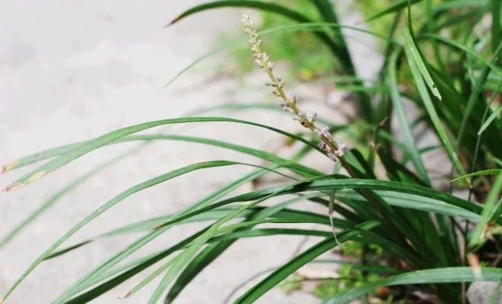 野外挖的书带草造景必备清雅大方还能开出紫色花瓣