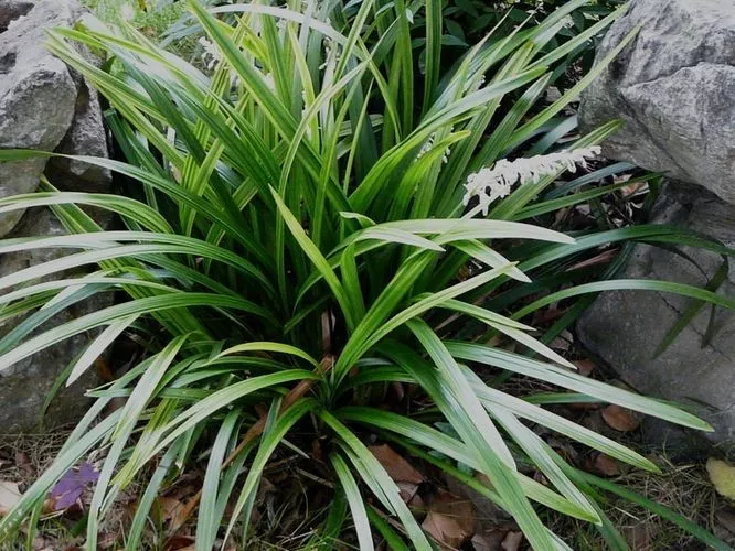 野外挖的书带草造景必备清雅大方还能开出紫色花瓣