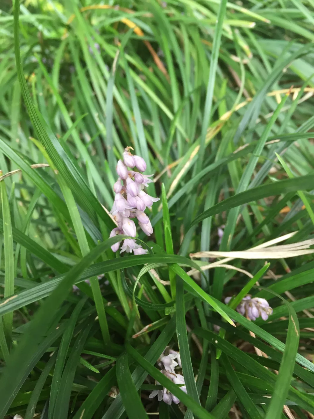 野外挖的书带草造景必备清雅大方还能开出紫色花瓣