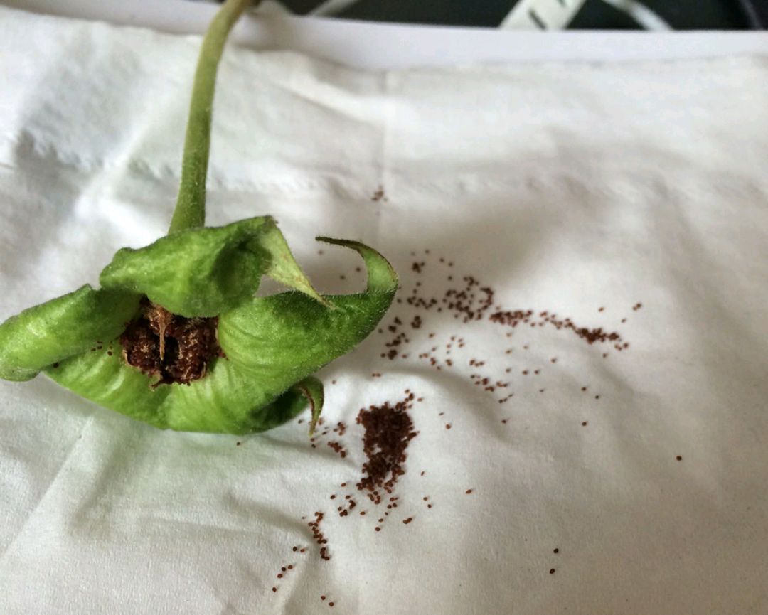 大岩桐开花雍容华贵比牡丹好养大岩桐扦插和播种繁殖方法