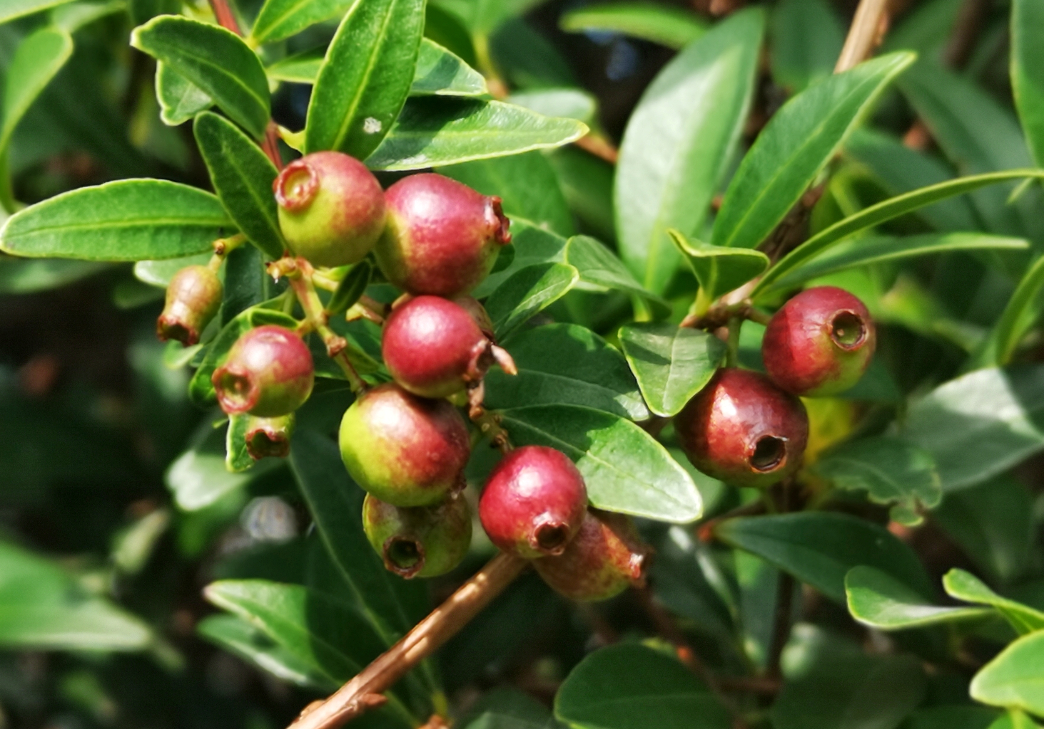 轮叶蒲桃可以食用,也具有一定药用价值.