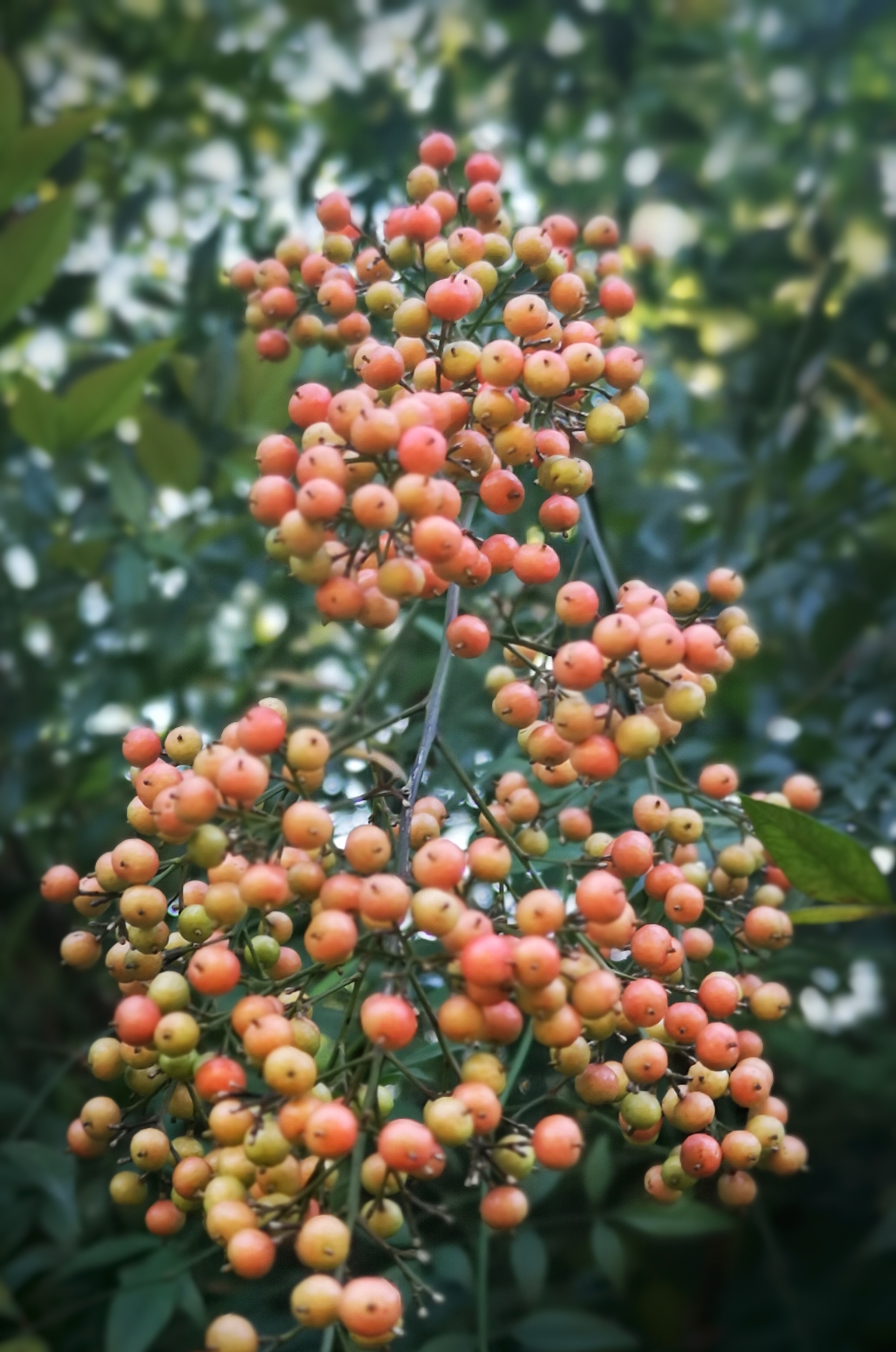 秋季观果植物100种图片