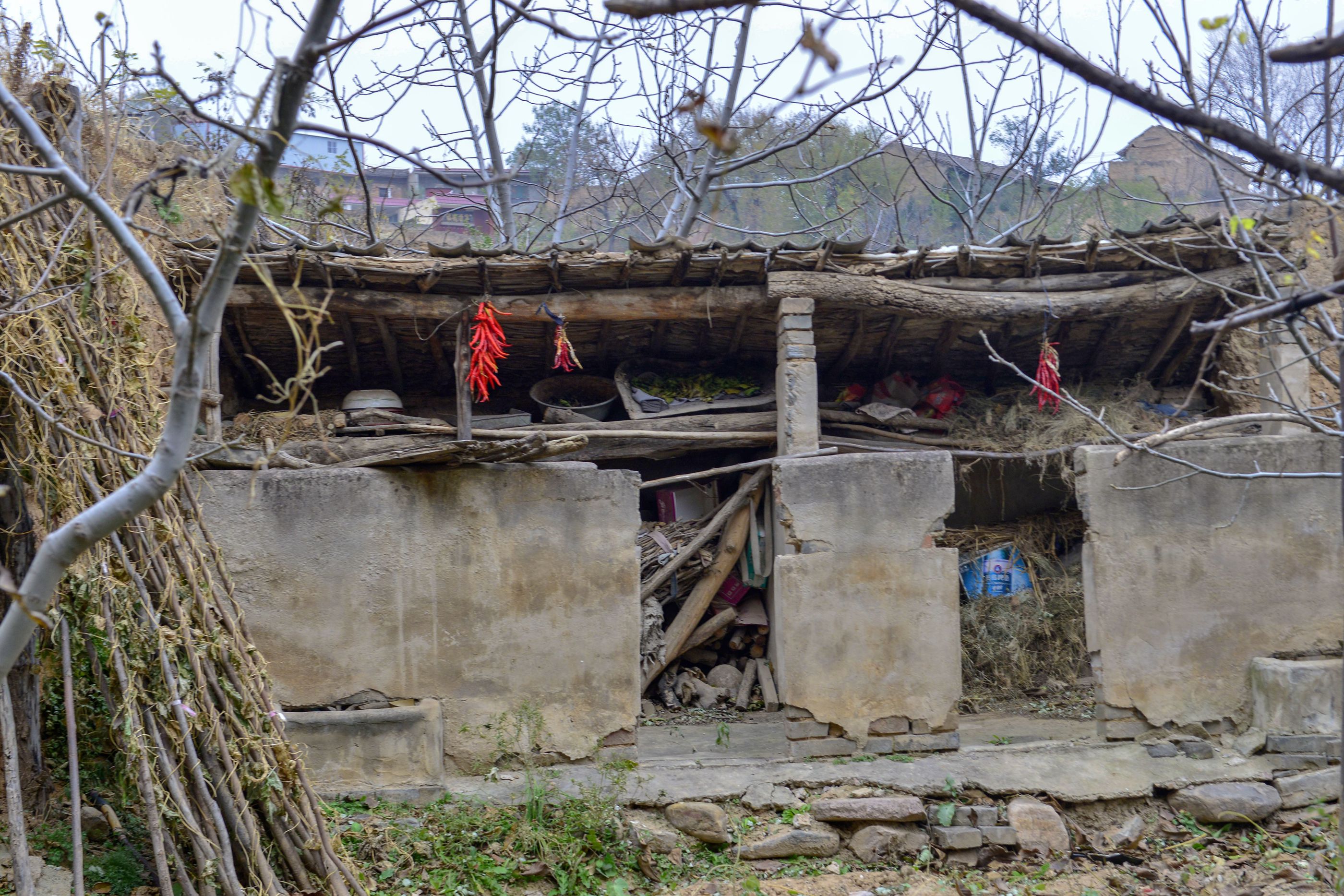 山西农村96岁老人,吃野蜂蛹30年,看她生活成啥样