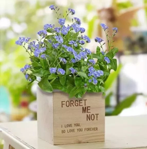 常青藤常青藤象征忠实,忠诚,友谊,永不分离,它叶形,叶色多变,其花叶