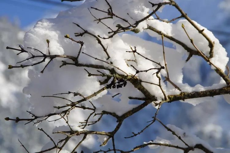 中国教育报■今日大雪！快把这些知识点讲给孩子吧！｜特别关注