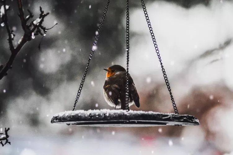 中国教育报■今日大雪！快把这些知识点讲给孩子吧！｜特别关注