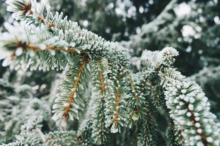 中国教育报■今日大雪！快把这些知识点讲给孩子吧！｜特别关注