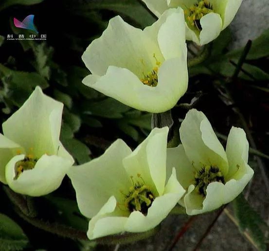 #中科院物理所#北极与南极：我们不一样