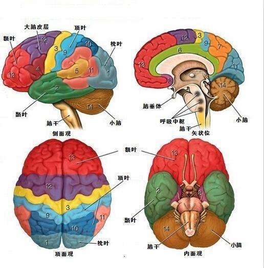 大脑的结构是一个由各种沟,裂组合而成的,共分为5个部分,额叶,顶叶,枕