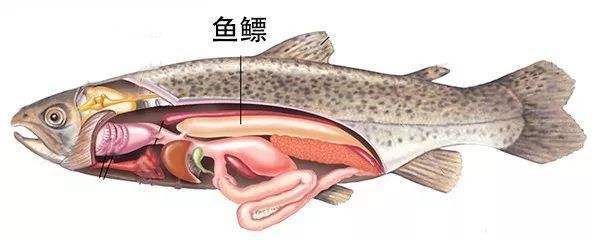 鱼的呼吸过程图片