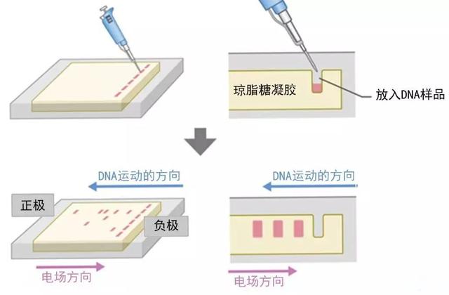 dna片段也會游泳一起了解核酸檢測技術