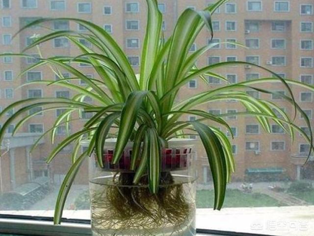 土培吊兰养腻了换个新方法叶片油绿旺盛跟土培一样好养