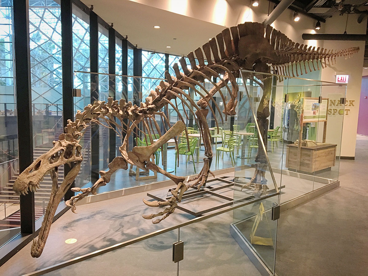 似鳄龙suchomimus,拥有类似鳄鱼的嘴部,生存于白垩纪阿普第阶晚期的