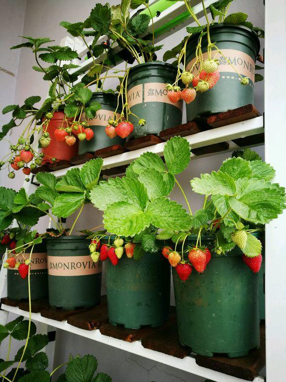 北漂小姑娘阳台种草莓工作再忙碌也不能忘记生活