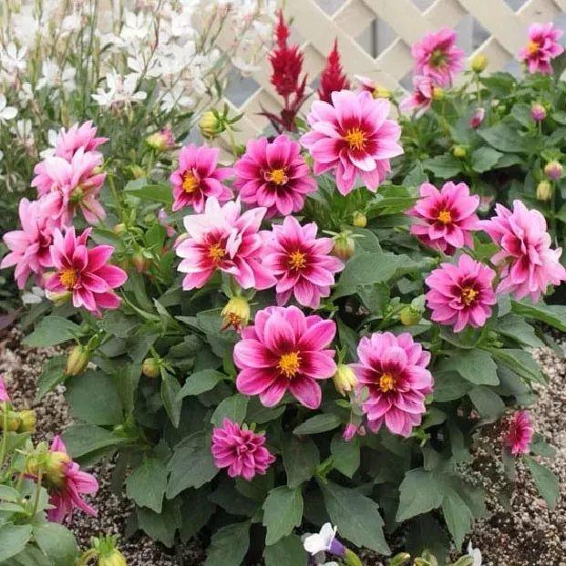 小丽花是多年生的球根草花,开花性很强,花期长达半年,而且品种十分