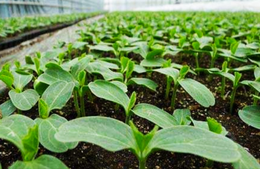 无籽西瓜的栽培技术,来自"西瓜之乡"的经验,催芽处理是关键