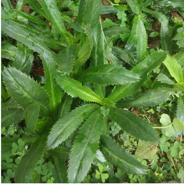 原来香菜也有野生的长得比野草茂盛薅一把煲汤鲜香美味