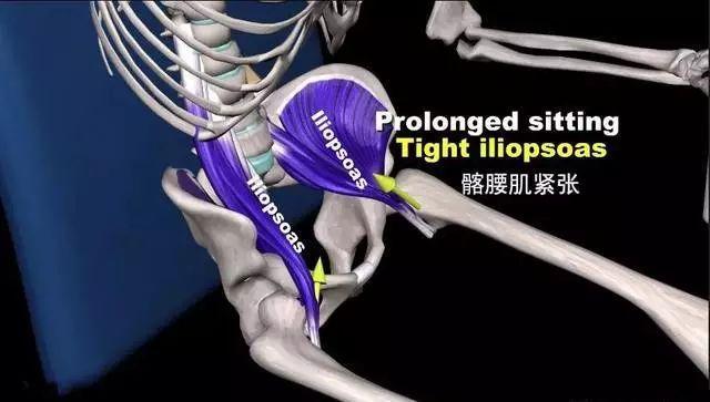 求实瑜伽丨瑜伽练习中不得不了解的一块肌髂腰肌