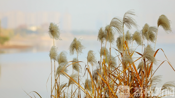 荔枝新闻■那年乱世如麻，如今锦绣年华！跨越82年，打卡“南京和平地图”