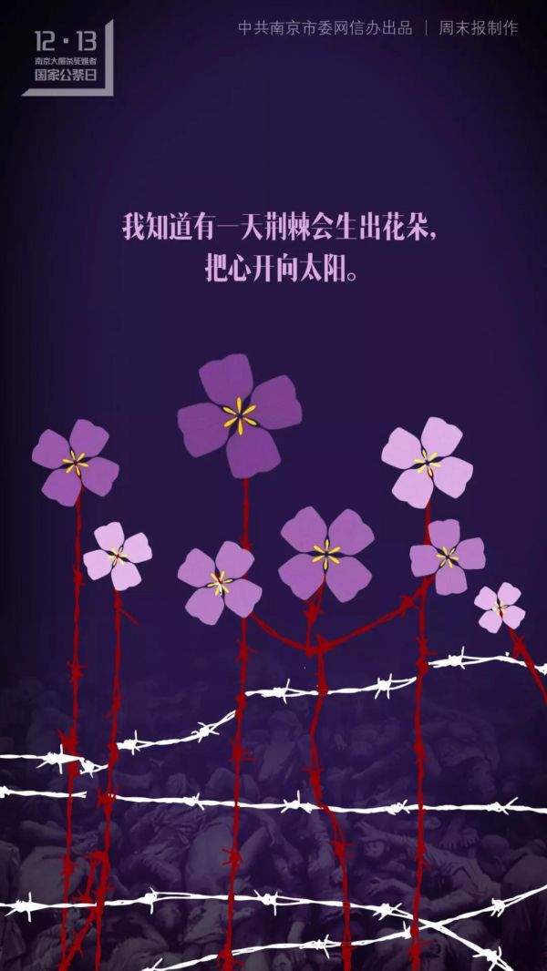 紫金草是二月兰为何它是和平的象征