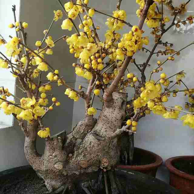 去年开花很香的腊梅盆栽今年开花一点香味都没有是怎么回事