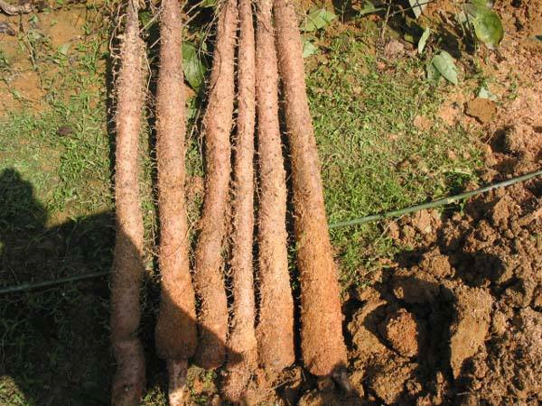 山上挖到一堆野薯一个坑就刨出50多斤一个人扛不动