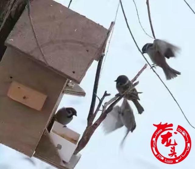 [生活报]都市追鸟人的爱与守护