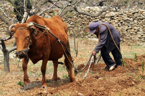 农村俗语:"二龙治水,十一牛耕田,十人分饼",是什么意思?