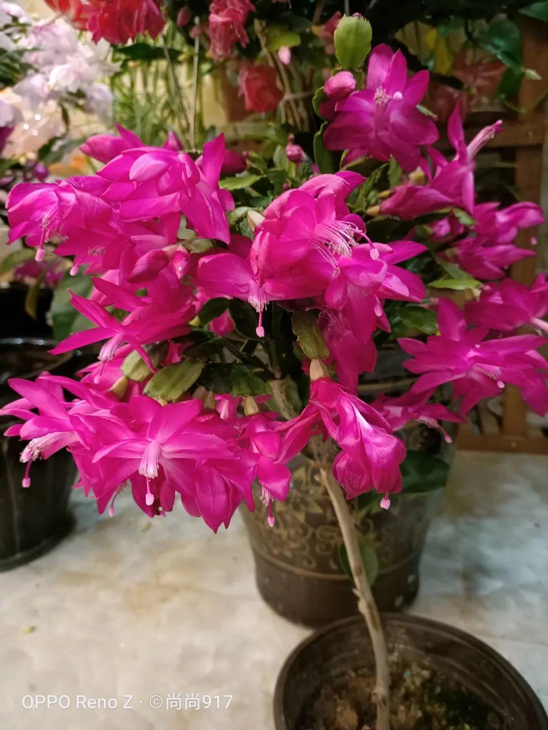 蟹爪兰一树嫁接8个品种,多色同开好壮观,连开4个月不败!