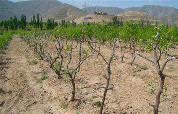 需要再次浇水,这样能让枣树体内的含水量更加充盈,促进接穗与砧木之间