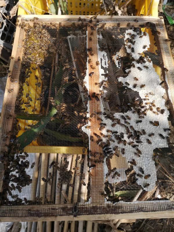 冬季给蜂群做好保温后,蜜蜂为什么总是跑到了铁沙网上面来做巢?