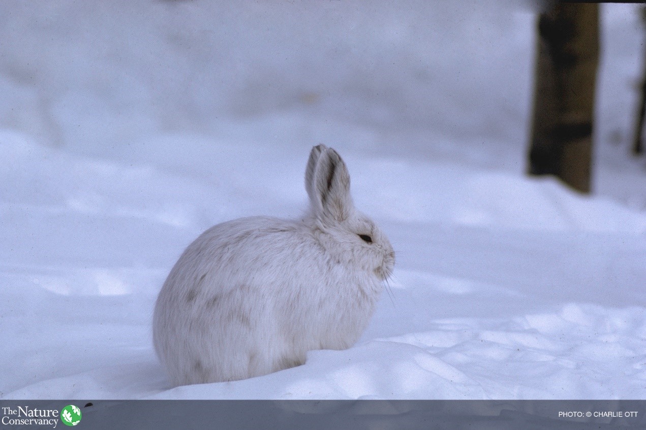小科普|12月的雪,对明尼苏达意味着什么