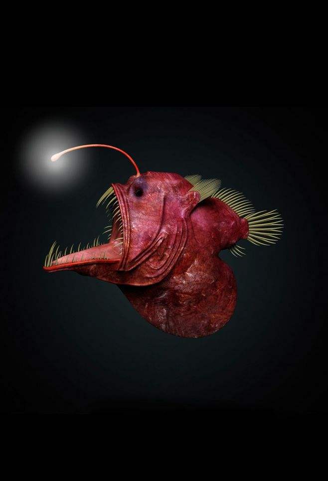 在10000多米深的海沟科学家都发现了哪些稀奇古怪的动物