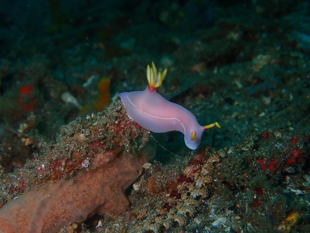 中国"科学号"在探测马里亚纳海沟时,还发现了稀有的深水海兔,海兔不是