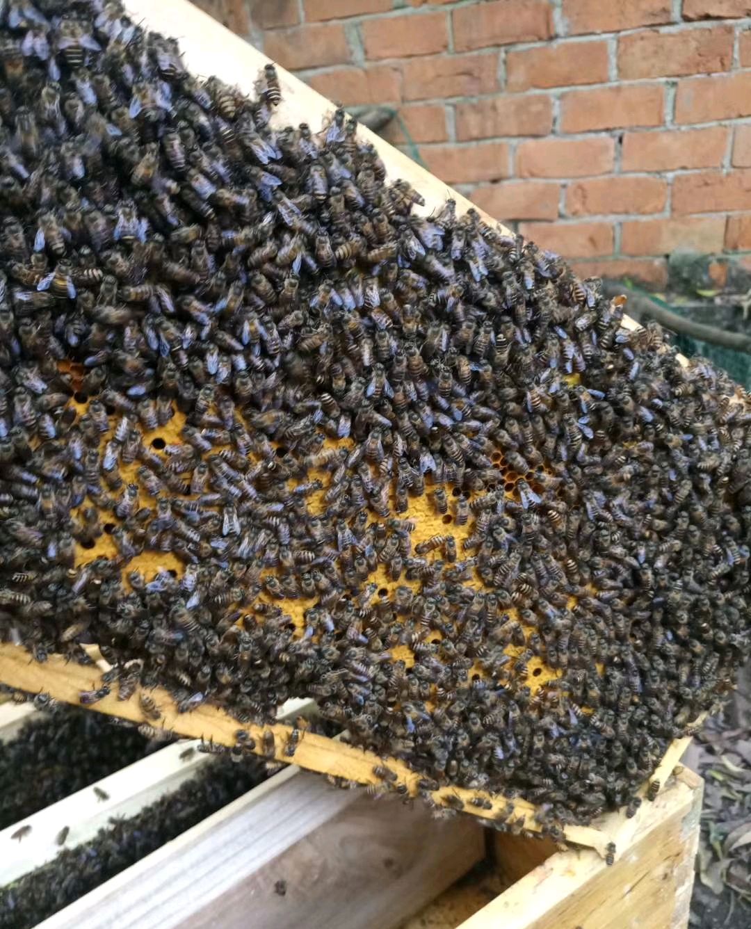 一群中蜂有七脾蜂量为什么不爱造脾了