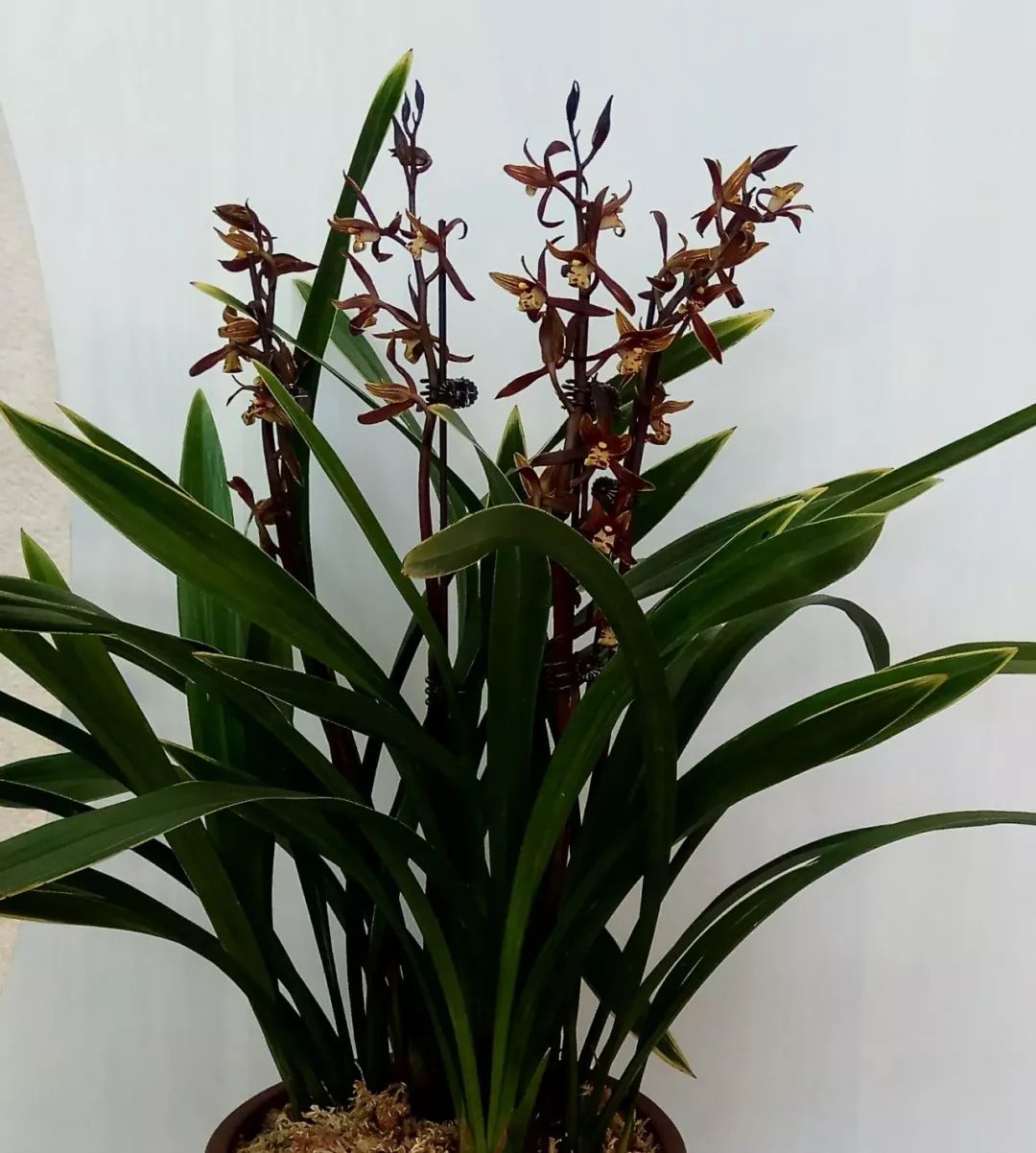 芳香文雅的8种兰花,家里摆一盆,过年就开花