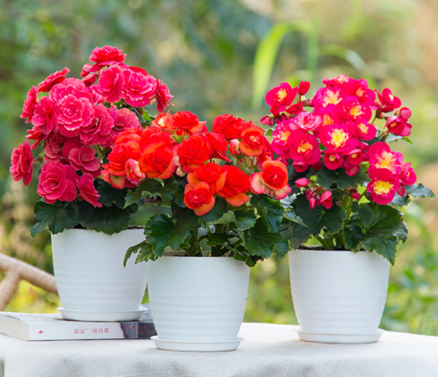 春节养什么盆栽花推荐丽格海棠独特的姿色香