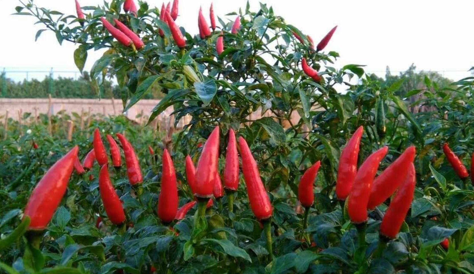 朝天椒是农村的一种